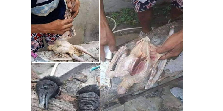 Carne de urubu é vendida como carne de galinha em Manaus